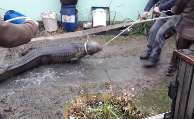 Pojechali gasić pożar, znaleźli krokodyla 