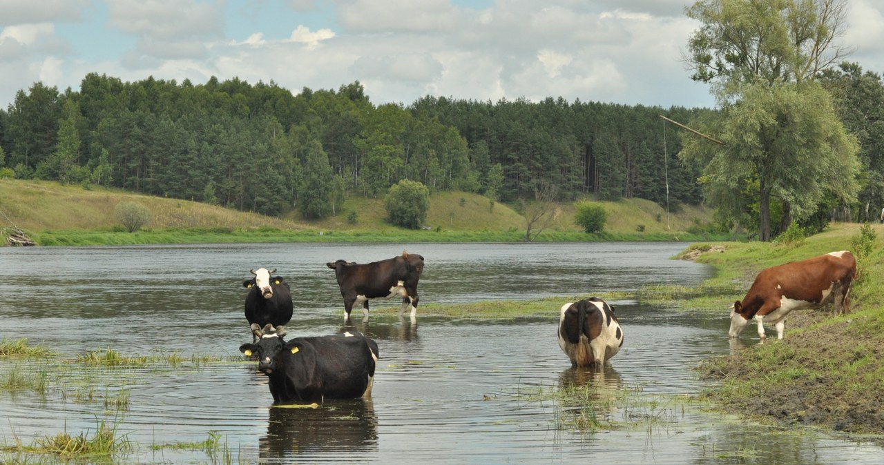 Pojenie krów nad Bugiem /123RF/PICSEL