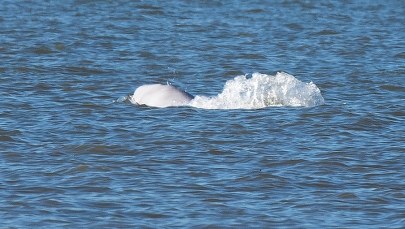 Pokaz fajerwerków nad Tamizą odwołany. Z troski o wieloryba 