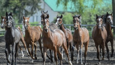 Pokaz koni arabskich nie dla Janowa Podlaskiego. To koniec 40-letniej tradycji?