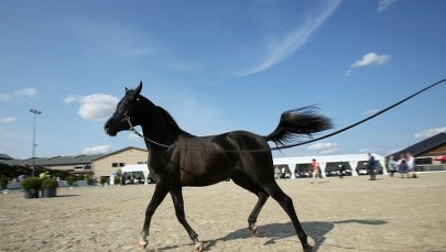 Pokaz koni arabskich przeniesiony z Janowa Podlaskiego