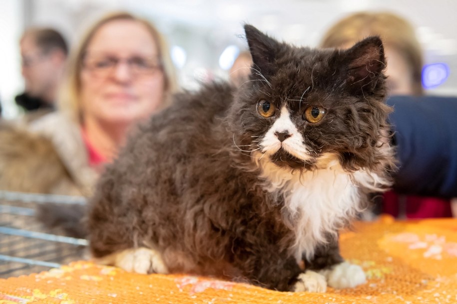 Pokaz kotów w jednym z łódzkich centrów handlowych /	Grzegorz Michałowski   /PAP