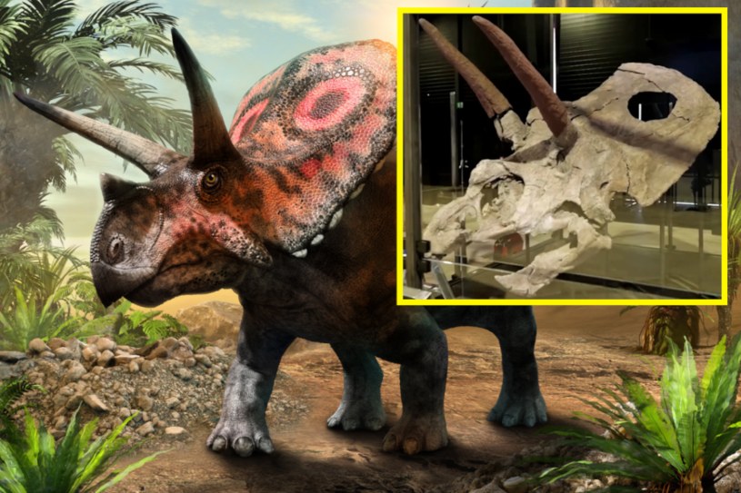 Pokazali największą czaszkę dinozaura w historii. To był czołg na czterech nogach