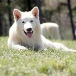 Pokazali odtworzone wiosną wilki straszliwe. Rosną w oczach, będą gigantami