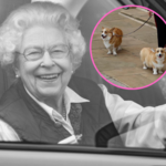 Pokazali ukochane psy królowej Elżbiety II. Te zdjęcia łamią serce