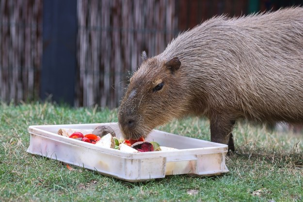 Pokazowe karmienie kapibary w łódzkim ogrodzie zoologicznym /Marian Zubrzycki /PAP
