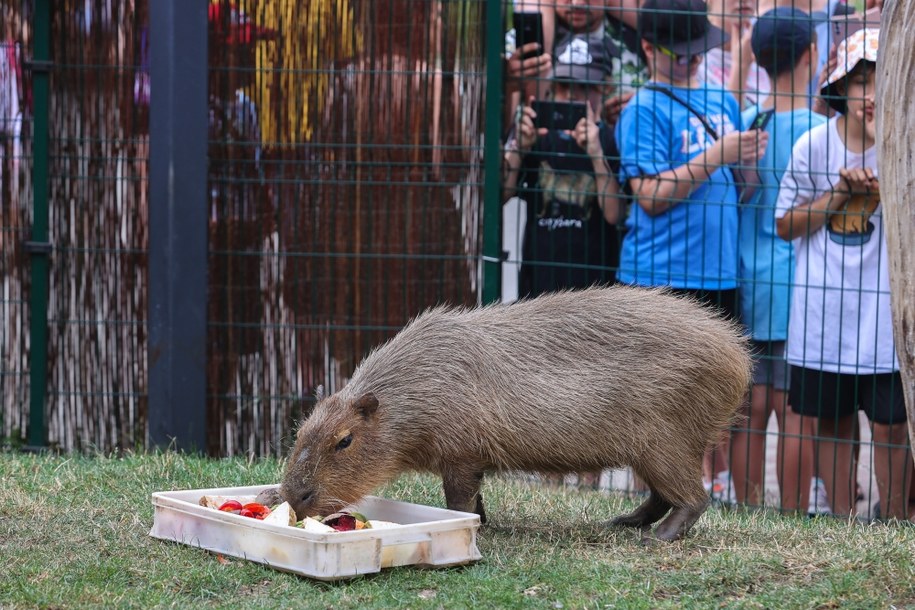 Pokazowe karmienie kapibary w łódzkim ogrodzie zoologicznym /Marian Zubrzycki /PAP