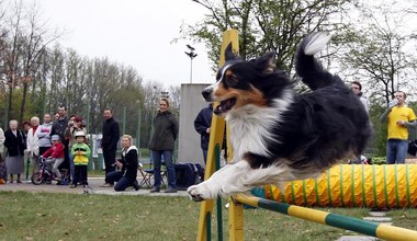 Pokazy psich umiejętności w Chorzowie