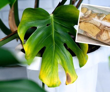 Pokrój na kawałki i zalej wodą. Monstera będzie uginać się od dorodnych liści