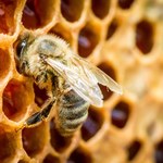 Pół miliarda martwych pszczół w Brazylii