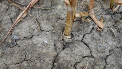 Pół miliarda złotych strat w rolnictwie z powodu suszy