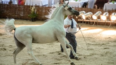 Pół miliona euro za siwą klacz. Wylicytował szejk