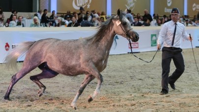 Pół roku dłużej potrwa śledztwo ws. stadniny w Janowie Podlaskim