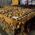 Pół tony ślimaków zniknęło z farmy hodowlanej