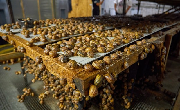 Pół tony ślimaków zniknęło z farmy hodowlanej