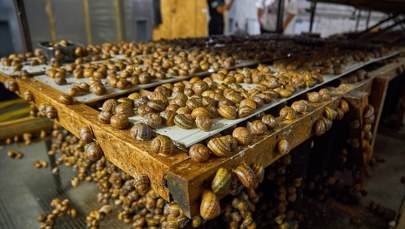 Pół tony ślimaków zniknęło z farmy hodowlanej