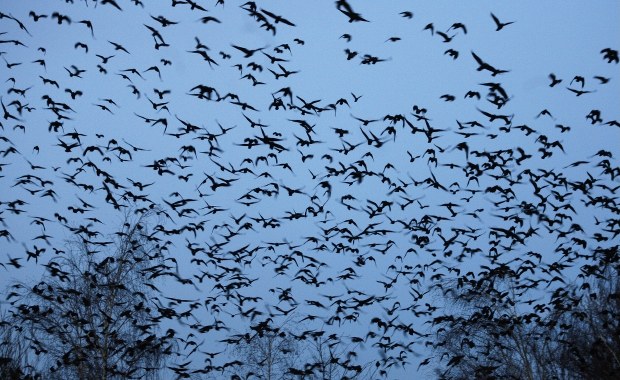 Pół tysiąca martwych ptaków w inowrocławskim parku