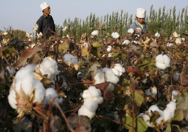 Pola bawełny w chińskim Regionie Autonomicznym Sinciang-Ujgur, na południe od Urumczi /AFP