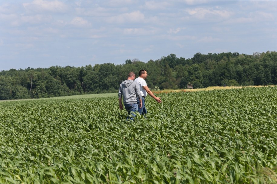 Pola kukurydzy dotknięte suszą w okolicach Różanek koło Gorzowa Wielkopolskiego / 	Lech Muszyński    /PAP