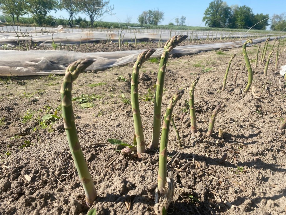 Pola szparagowe /Magdalena Grajnert /RMF FM