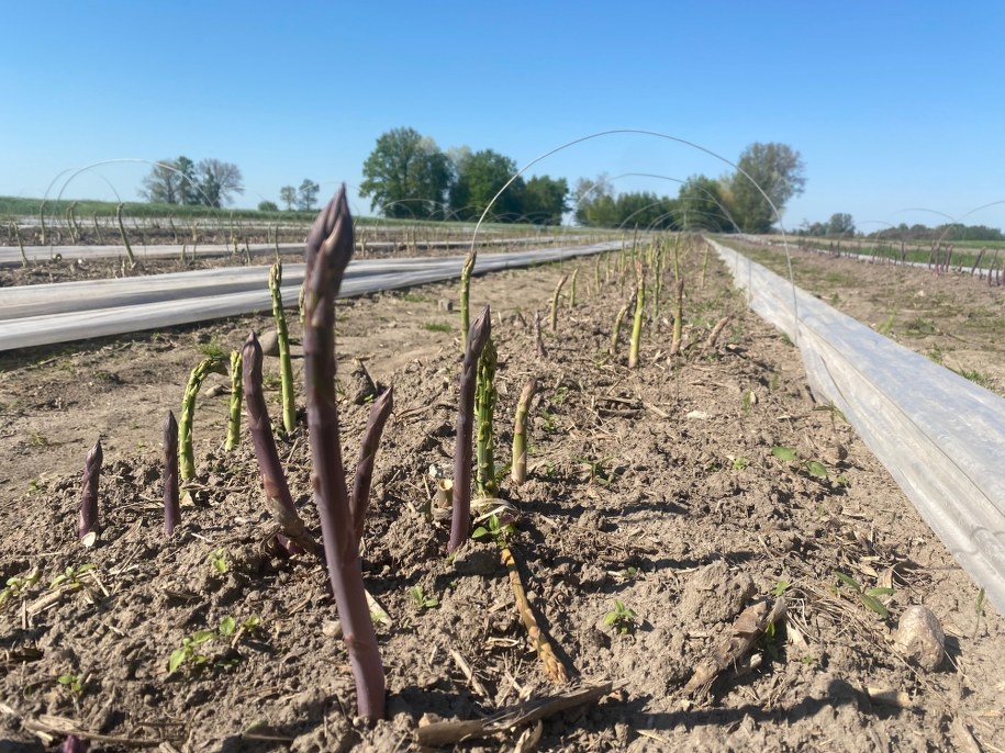 Pola szparagowe /Magdalena Grajnert /RMF FM