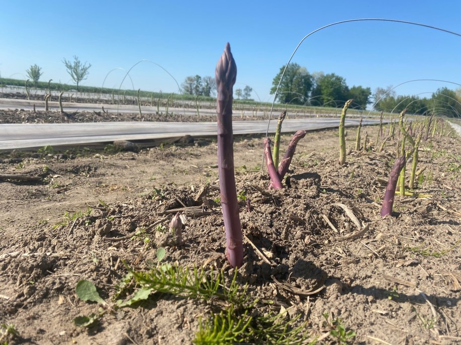 Pola szparagowe /Magdalena Grajnert /RMF FM