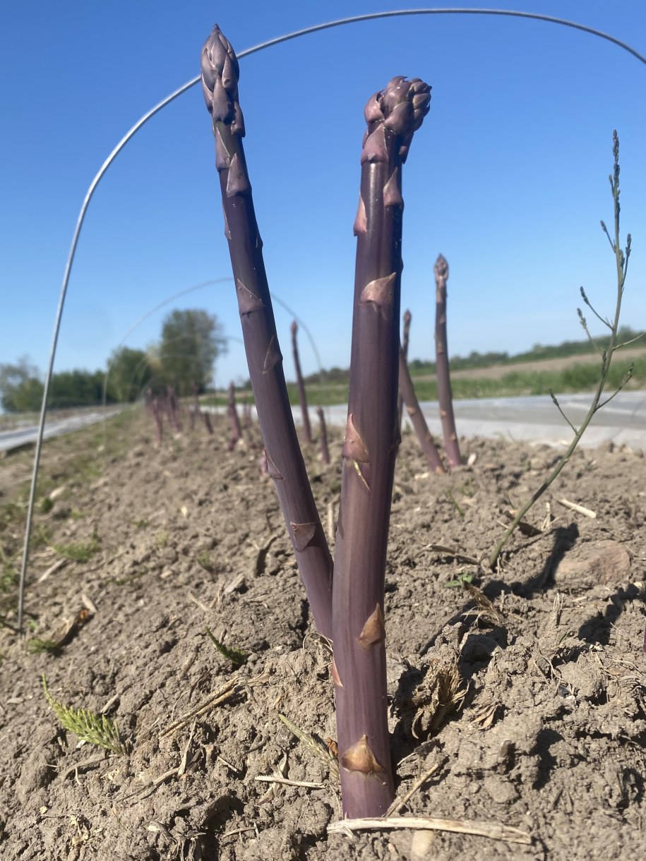 Pola szparagowe /Magdalena Grajnert /RMF FM