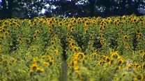 Pola w Polsce wybuchły słonecznikami. Powstała samoobsługowa kwiaciarnia