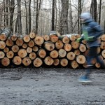 Polacy chcą zakazu eksportu drewna i większej ochrony lasów. Nowy sondaż