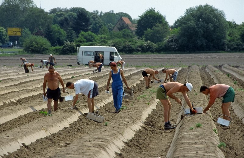 Polacy chętnie pracują w rolnictwie /Robert Kn /Super Express