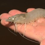 Polacy hodują egzotyczne owoce morza. Czegoś takiego jeszcze nie było