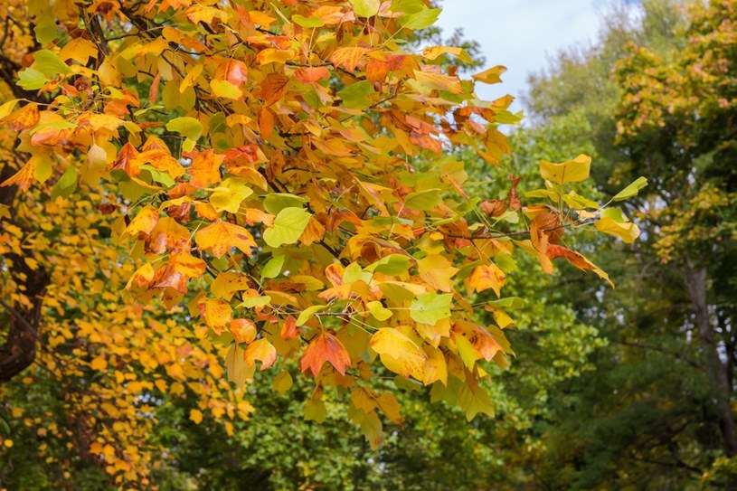Polacy kochają je za piękne liście. Zaskakujące, co naukowcy odkryli w ogrodowym drzewie 