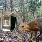 Polacy mogą być dumni. Pomogli ocalić rzadkiego myszojelenia