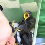Polacy nagminnie wyciągają ptaki z gniazd. Przyrodnicy biją na alarm