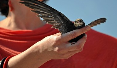 Polacy nauczyli się kochać te ptaki. Ich blady kuzyn jest u nas superrzadki