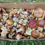 Polacy nie odpuszczają nawet małym i niejadalnym. Leśnicy apelują o umiar