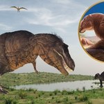 Polacy ogłaszają: To zupełnie nowy, nieznany ssak z epoki dinozaurów