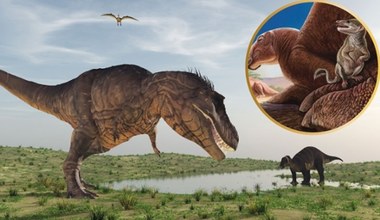 Polacy ogłaszają: To zupełnie nowy, nieznany ssak z epoki dinozaurów