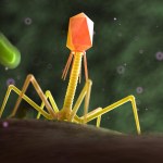 bakteriofagi Polacy opracowali przełomową technologię. Uzdrowi ukraińskich żołnierzy