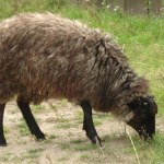 terapia Polacy opracowali "terapię owcami". Pierwsze takie stado na świecie