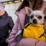 Polacy pomagają zwierzętom domowym z Ukrainy