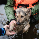 Polacy pomagają zwierzętom w Chersoniu. Apelują o uproszczenie procedur