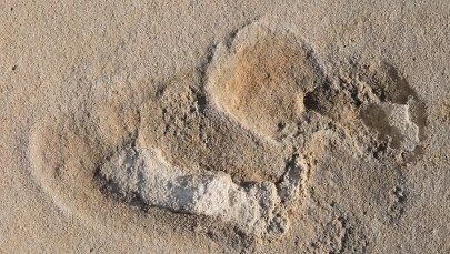 Polacy przenieśli kolebkę ludzkości z Afryki do Europy?