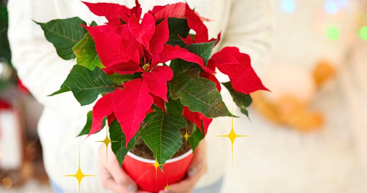 Polacy rzucili się na ten kwiat! Tylko teraz kupisz go od 4,99 zł /freepik.com /INTERIA.PL