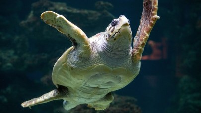 ​Polacy utknęli na greckiej wyspie. Powodem... żółwie