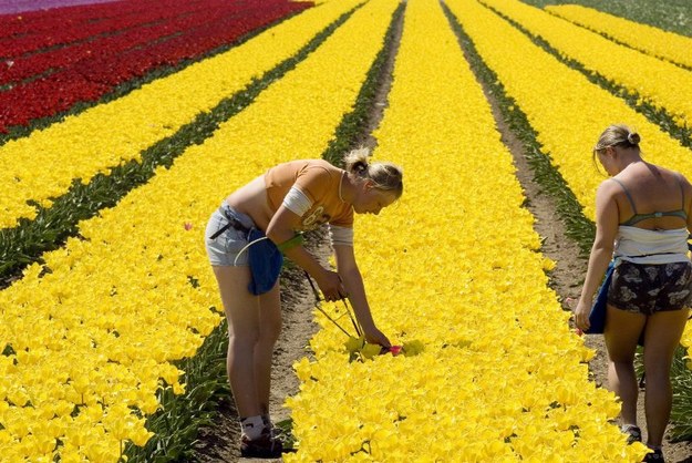 Polacy w Holandii pracują m.in. przy uprawach kwiatów /STR /PAP/EPA