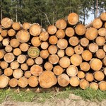 Polacy wrócili do palenia drewnem. Lasy Państwowe notują wzrost sprzedaży