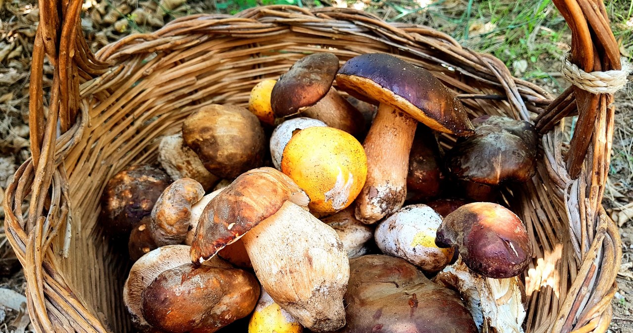 Polacy wynoszą z lasów setki ton grzybów rocznie. Tyle są warte /123RF/PICSEL