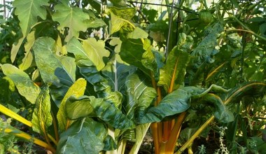 Polacy wyrzucają, a inni zajadają się ze smakiem. Bomba żelaza i witamin