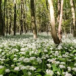 Polacy za 1 kg tej rośliny płacą już 150 zł. Za posiadanie grozić może 5 tys. zł kary